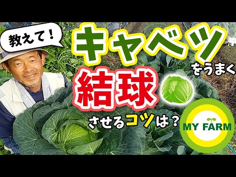 結球キャベツ、カバスキャベツ、Brassica oleracea var.頭文字