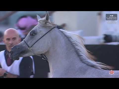N 18 SARA UMM ALUDHAM   12th Qatar International Arabian Peninsula Horse Show 2023   Yearling Fillie