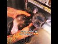 STOP WASHING WASHINGTON S BELLAY Pibble Washington Washmybelly Pets Meme