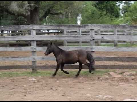LOTE 37 - POLCA DA ESCONDIDA - 19.12.17 - 20:30H - AGROCANAL