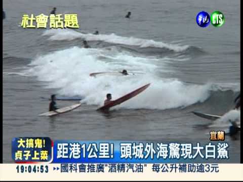 近衝浪區! 頭城外海捕獲大白鯊