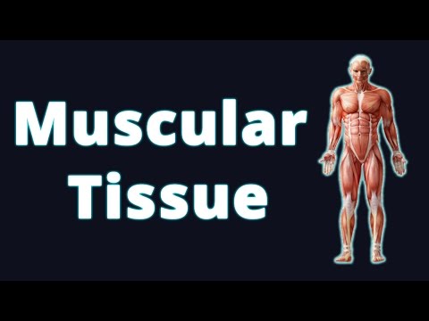 Muscular Tissue and its Types | Biology | Science