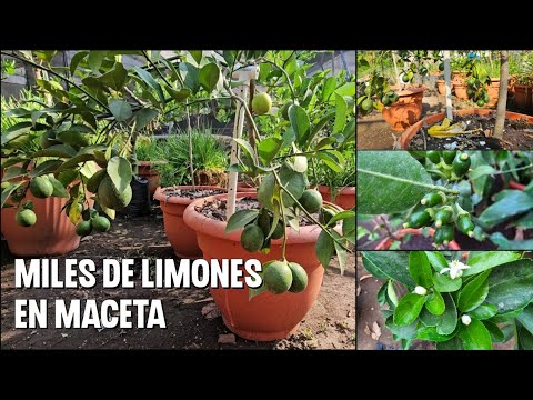Como tener un limonero en maceta y lograr muchos frutos