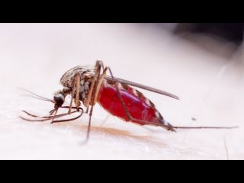 Is Zika still a concern?