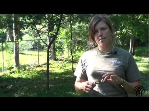 Identify Oak Wilt - Mickman Brothers Tree Care