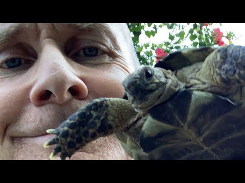 , title : 'Watch the Tortoise Stampede LIVE from TortoiseLand! Meet The Tortoise Guy Kevin & crazy dog Rocky!'