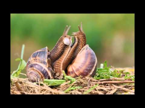 Roger Sanchez Mixmag Live Vol 16