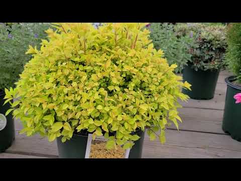 Spiraea 'Gold Mound' (Japanese Spirea) // Terrific, Easy to Grow Shrub for 3 seasons of COLOR