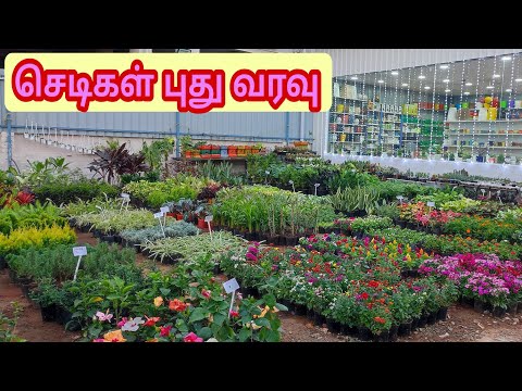 செடிகள புது வரவு