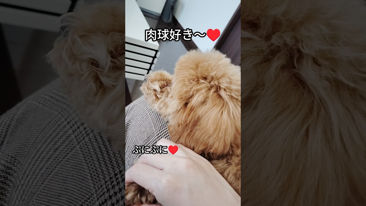 肉球ぷにぷにトイプードル（ぴの）#トイプードル #toypoodle #肉球#可愛い#癒し#寝かしつけ