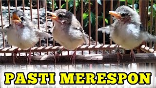 Download lagu Pancingan ciblek Dengan suara Anakan ciblek Paling efektif bikin ciblek gacor mp3 Download lagu Pancingan ciblek Dengan suara Anakan ciblek Paling efektif bikin ciblek gacor mp3