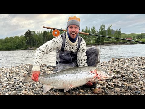 40 pounder salmon! Flyfishing for big salmon at Gaula, Nedre Løberg first week of June 2023
