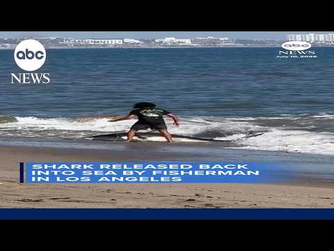 Fisherman releases shark caught on LA beach