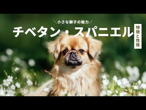 チベタン・スパニエル
