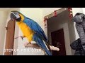 Blue And Gold Macaw Talking Rachel