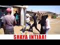 Ep 114 Shaya Intjaa Uyadelela Loyo
