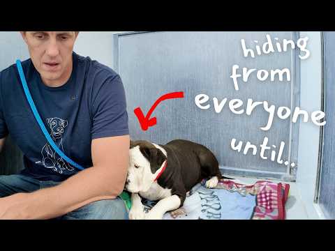 Watch the moment I figure out WHY this American Bulldog is Hiding in the Shelter 🥺