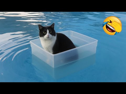 Try Not to Laugh 😂 The Funniest Dogs and Cats 😹🐶 Part 10