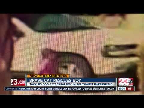 Hero cat saves boy from dog attack in Bakersfield - 23 ABC News report