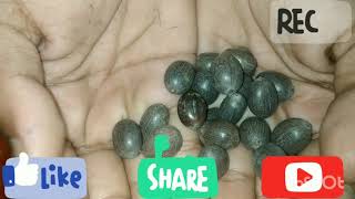 Unboxing a lotus seeds from amazon