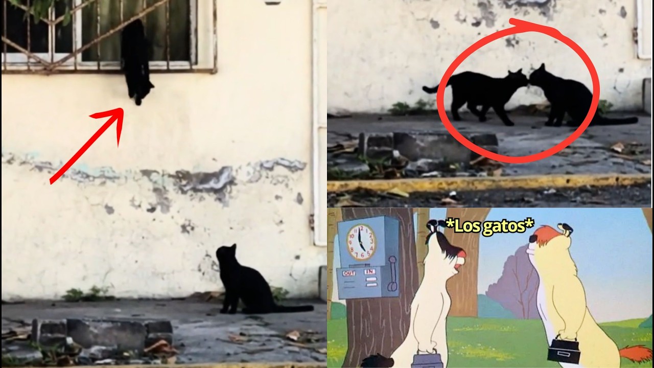 CACHAN a 2 GATOS IDÉNTICOS haciendo CAMBIO DE TURNO
