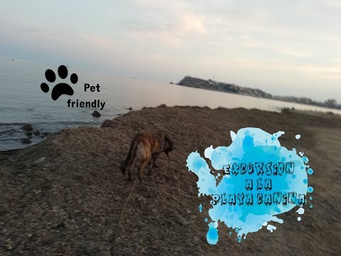 Excursion a la playa canina con Magon y Taher + Unboxing sorpresa | Lilly Refuse