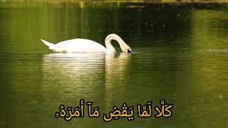 Download lagu surah abaas watwala beautiful arbic recitation #egzonibrahimi #duet #darood #islamicprayer #اكسبلور  mp3