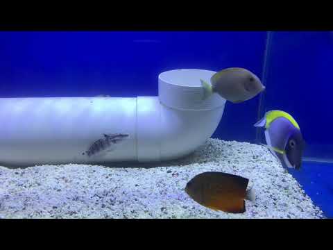 Hurstville Aquarium Marine Fish 30/04/19