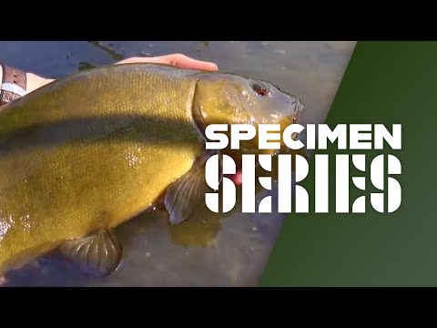 Float Fishing For Tench