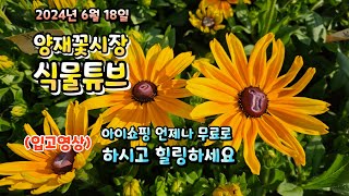 2024년 6월 18일 양재꽃시장 식물튜브 입고영상 시청 하시면서 눈호강과 힐링타임 즐기세요~  #양재꽃시장…
