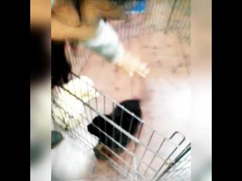 Prasu vth cute pets.. video