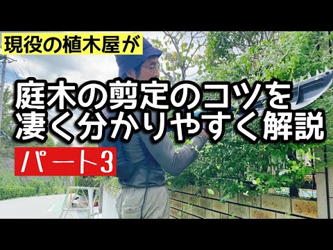 庭木:これが日本のトピアリー芸術の仕組みです 庭の練習