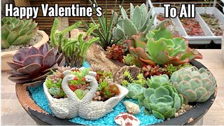 Succulent arrangement for Valentine’s Day( Happy Valentines Day to all)