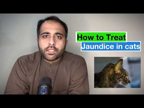 How to treat jaundice in cats at home | Home remedies for cats | Dr.Furqan Arif