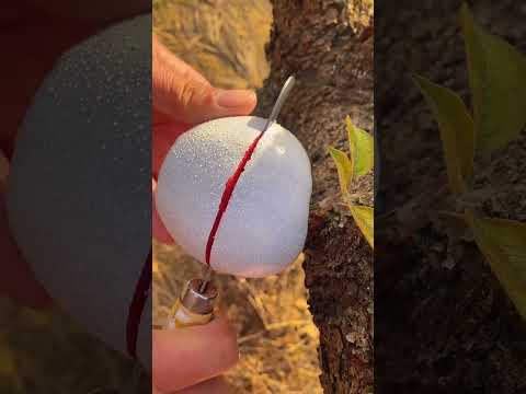 Have you ever eaten this white apple? Is it tasty?~❤~#fruit #fresh fruits #usa #asmr #shorts