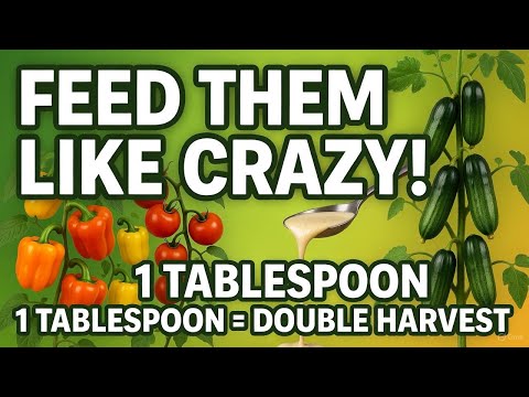 1 Tablespoon of THIS Doubles Your Tomato, Cucumber & Pepper Harvest — Secret Fertilizer Revealed!