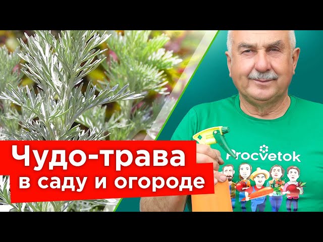 ЗАЩИТНИЦА САДА И ОГОРОДА &ndash; ПОЛЫНЬ ГОРЬКАЯ! Удивительные свойства + супер рецепт для обработки сада