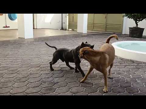 American bully vs Askal