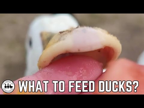 What Do Ducks Eat? Your Guide To Feeding Ducks