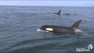 Wild Orcas - Book of days (HD!)