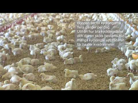 Titta in till kycklingarna hos en svensk bonde