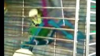 Budgie falling off swing