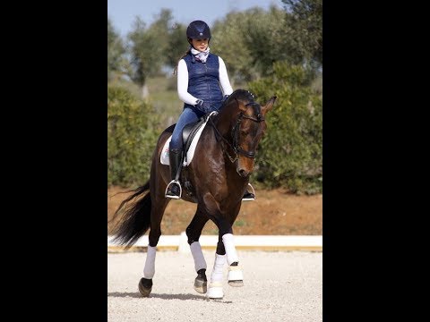 Eleito Plus - Lusitano Stallion