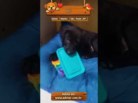 Vídeo de Bob