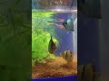 Fish Tank Setup Fish Aquarium Leo Vijay Tvk