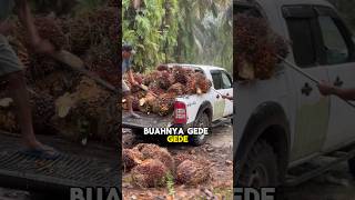 Download lagu Langit mendung, jalan becek, badan basah kuyup…#PanenSawit #PetaniSawit #SawitInd #PejuangSawit mp3