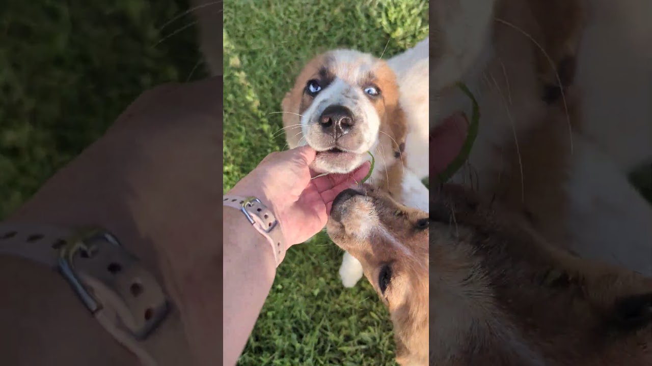 Enlarge Darja, an adopted mixed breed in Edison, NJ video 2/6