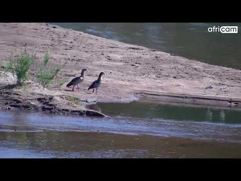 Crocodile and Egyptian Geese at Olifants River.