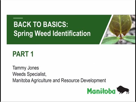 Spring Weed Identification   Part 1