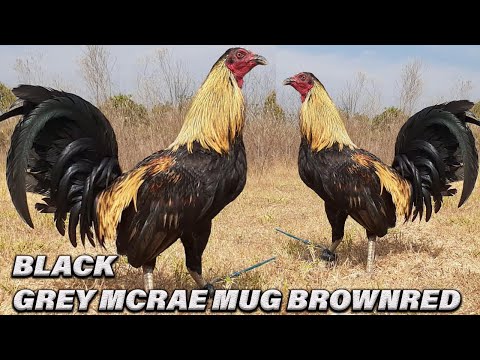 Black Mug McRae Grey Brownred Criadero Guerra Beautiful Black Birds
